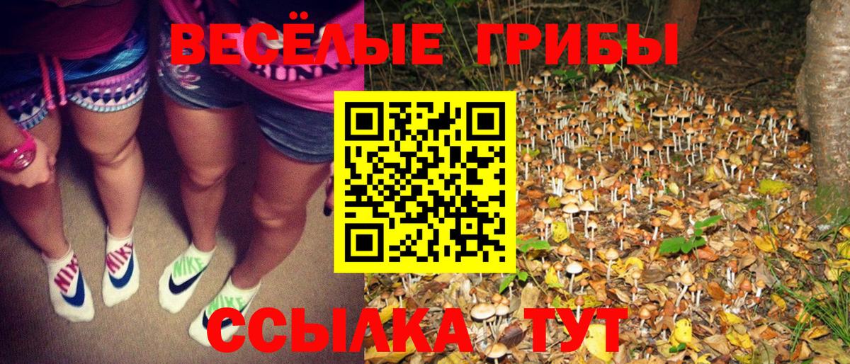 купить наркотики сайты  Вход с VPN  Краснодар  Псилоцибиновые грибы Psilocybe 